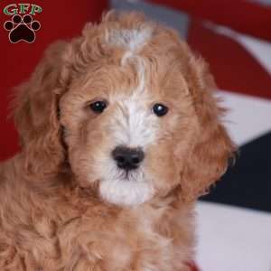 COLBY, Mini Golden Mountain Doodle Puppy